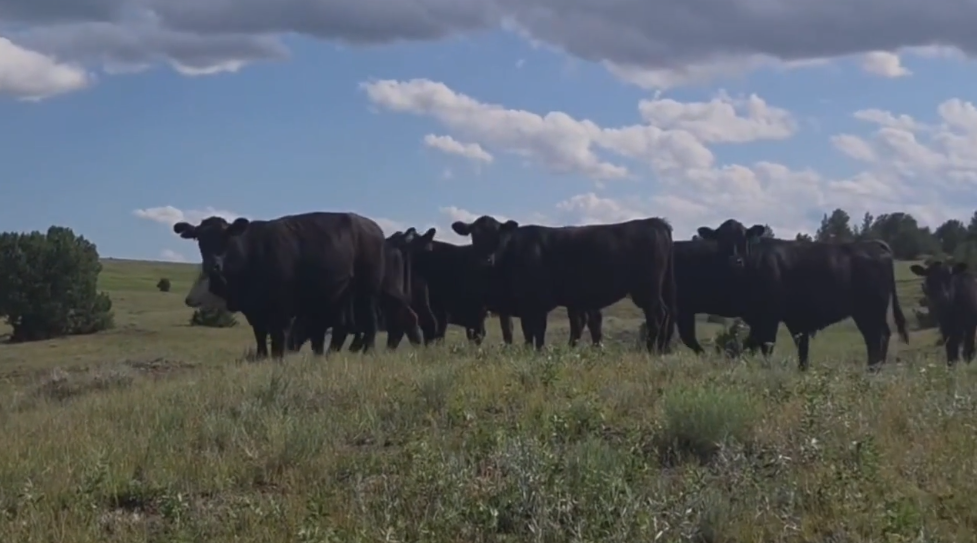 900 lb, gentle bred heifers, April 1 calvers! – Home raised BH721A5